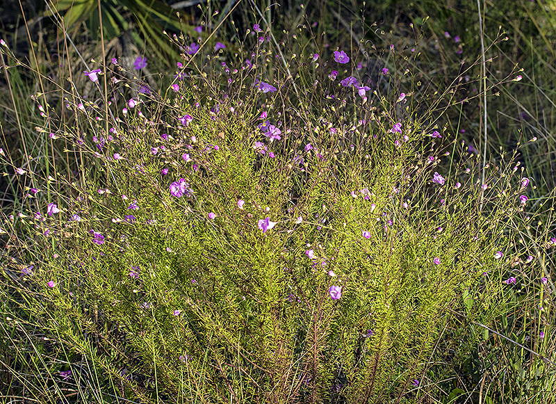 Agalinis clump