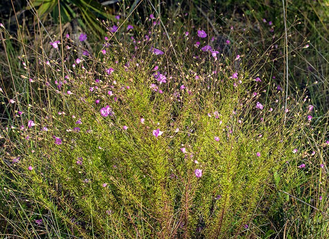 Agalinis clump