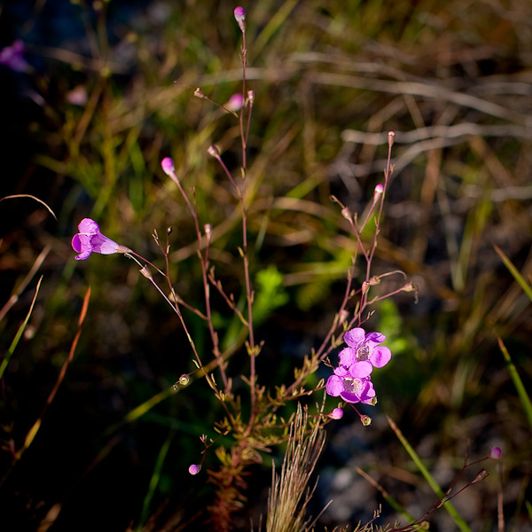 Agalinis linifolia 1