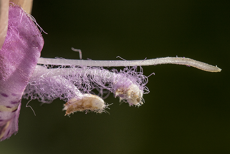 agalinis stamens