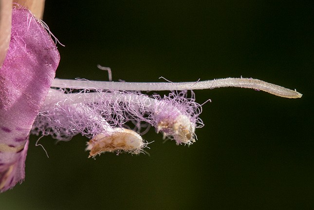 agalinis stamens