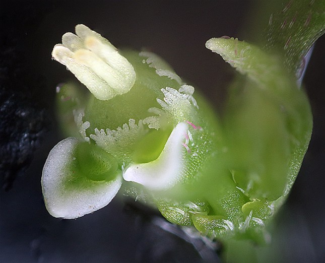 Euphorbia graminea flower head