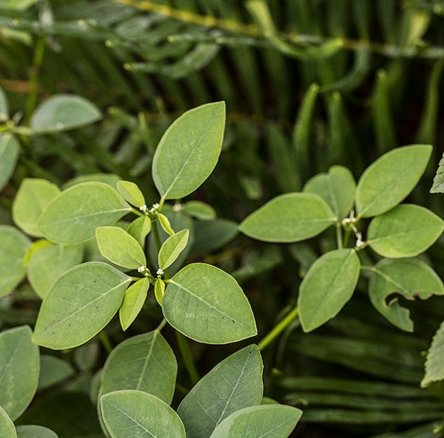 Euphorbia graminea LW