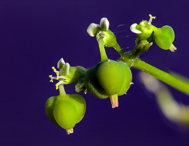 Euphorbia graminea pods1