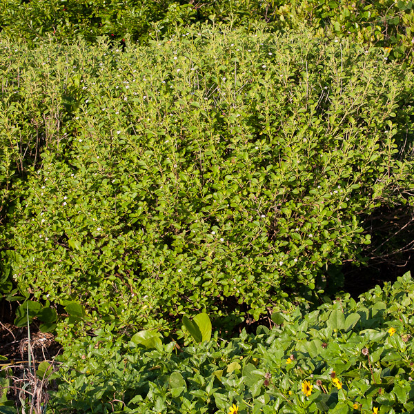 Lantana involucrat 4
