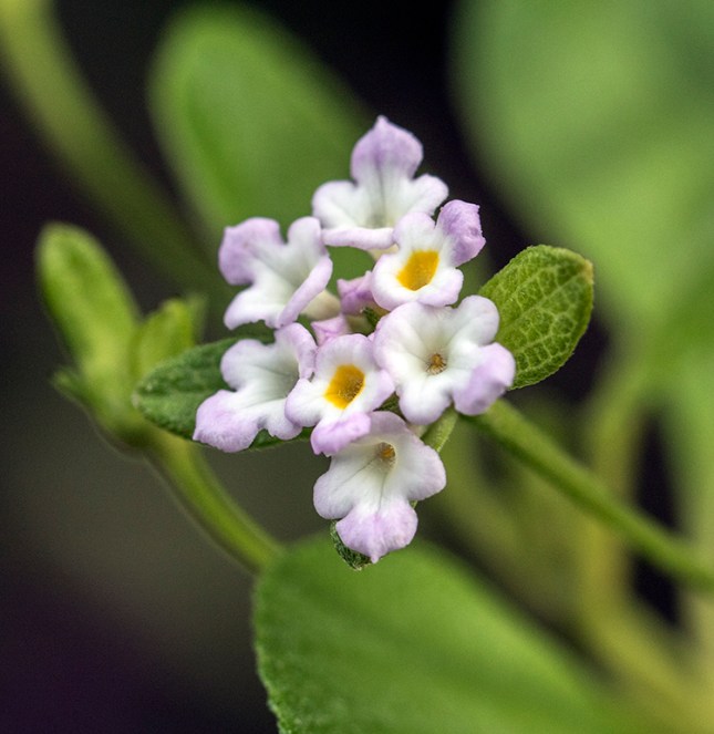 Lantana involucrata flowers