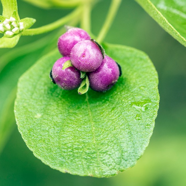 Lantana involucrata fruits (1)