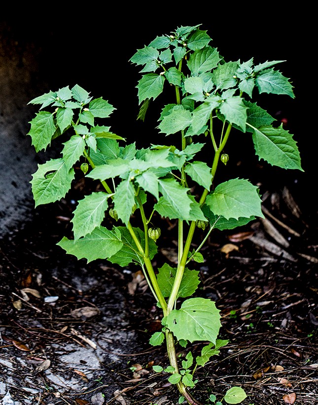 Physalis angulata plant