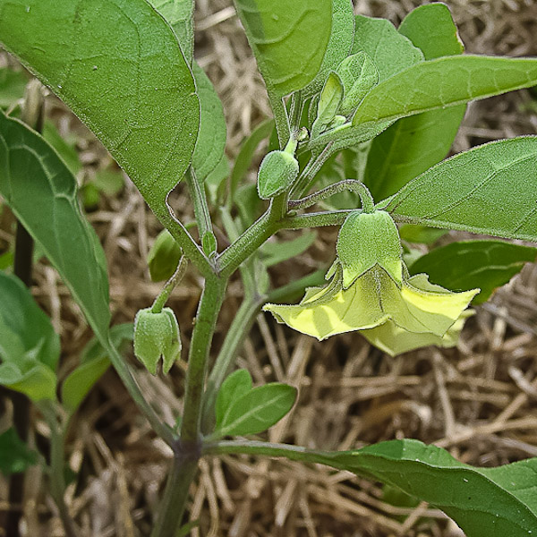 Physalis walteri 1