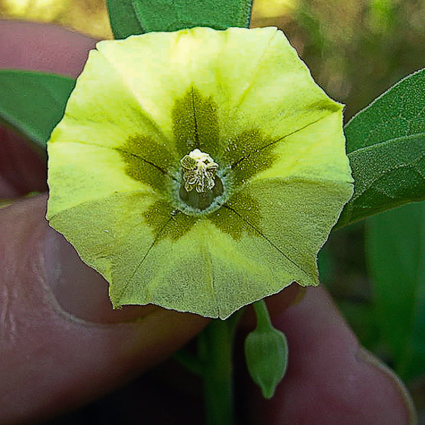 Physalis walteri 2