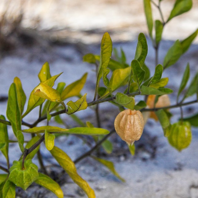 Physalis walteri 3