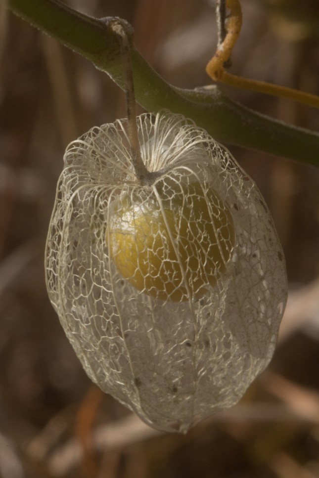 Physalis walteri fruit in net (1 of 1)