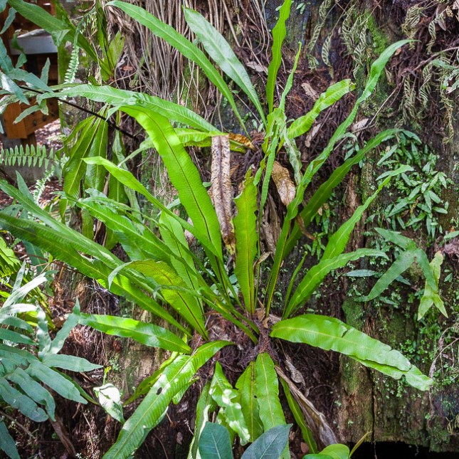 Campyloneurum phyllitidis 5