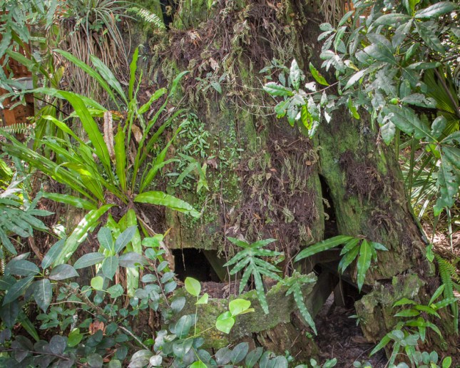Campyloneurum phyllitidis 6