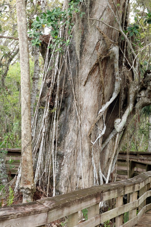 cypress old