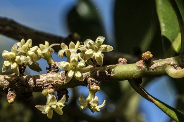 Myrsine flowers