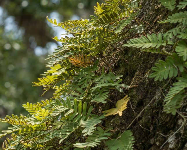 Pleopeltis polypodioides 13