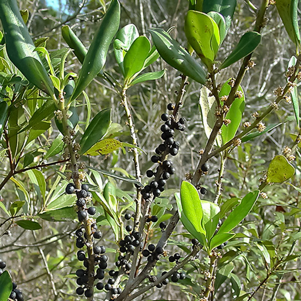 Rapanea punctata 1