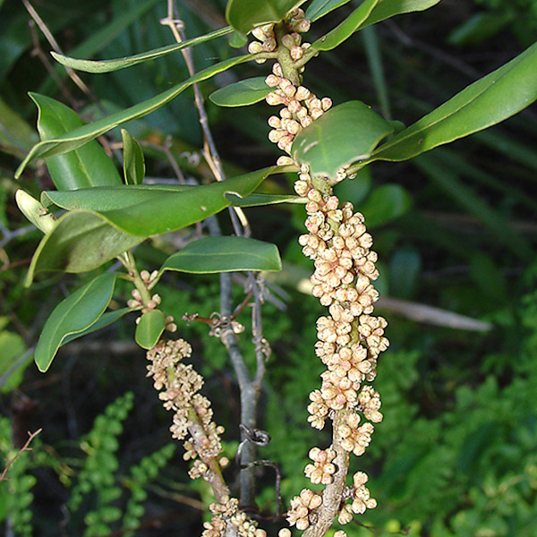 Rapanea punctata 3