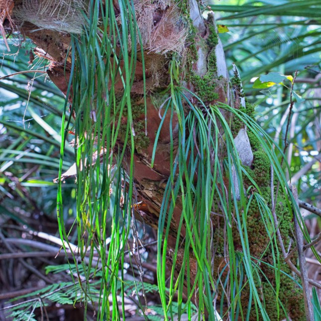 Vittaria lineata 2