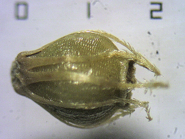 E. interstincta achene
