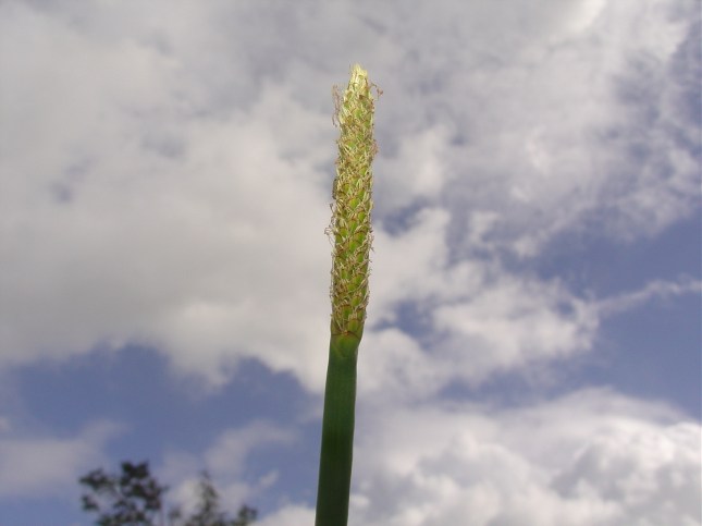 E. interstincta inflorescence 2