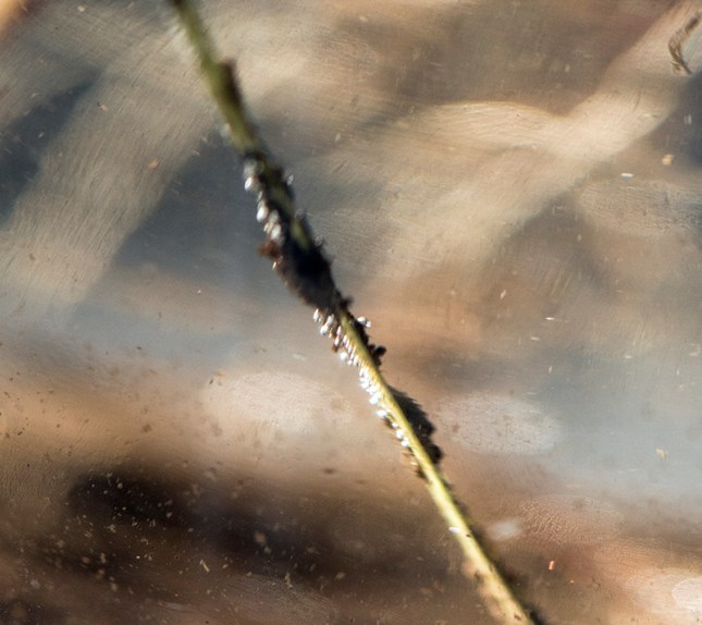 Eleocharis bubbles2