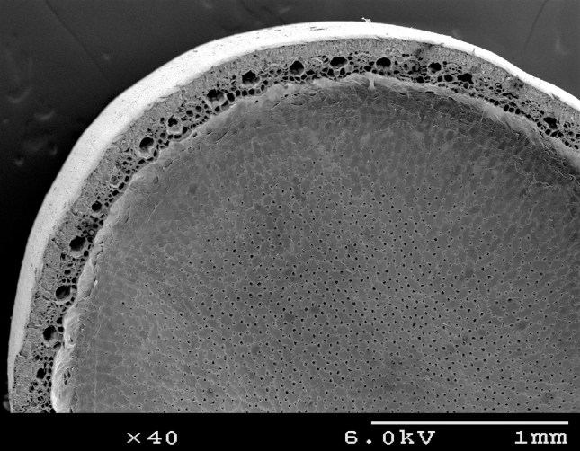 Eleocharis interstincta 3_preview