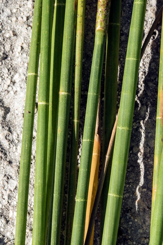 Eleocharis interstincta partitions