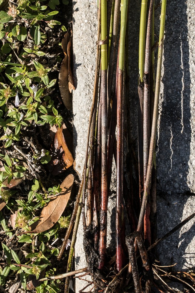 Eleocharis interstincta sheath