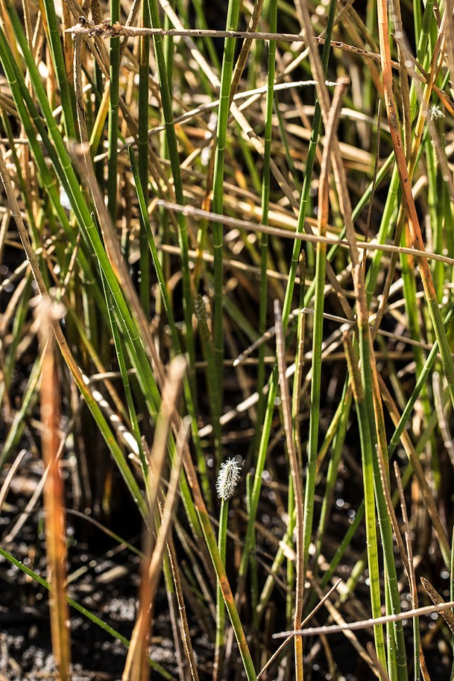 Eleocharis interstincta short stem
