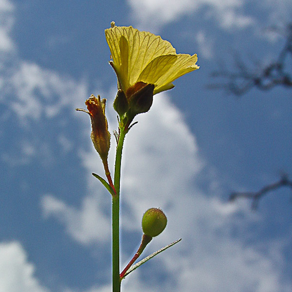 Piriqueta cistoides 2