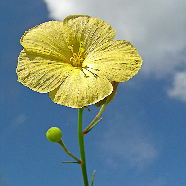 Piriqueta cistoides 3