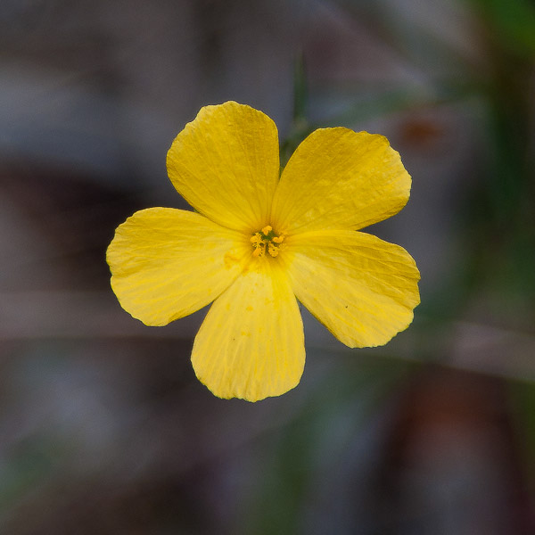 Piriqueta cistoides 4