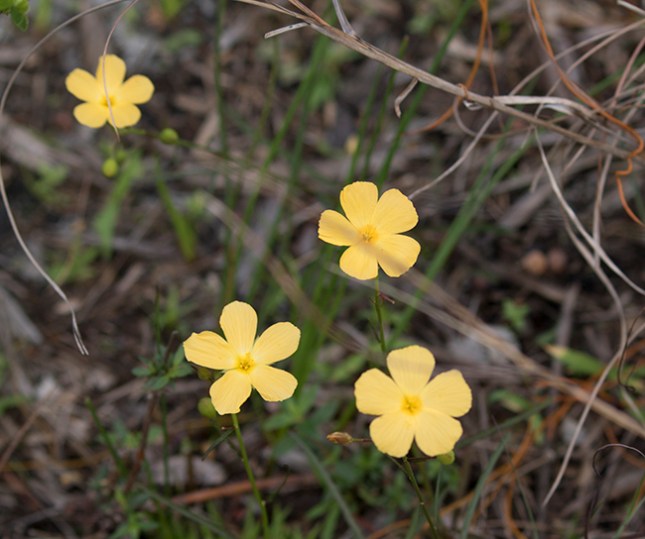 piriqueta cluster