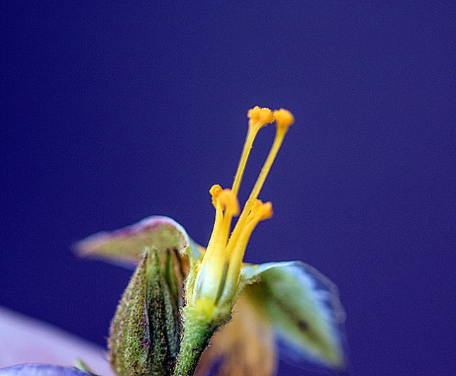piriqueta pin
