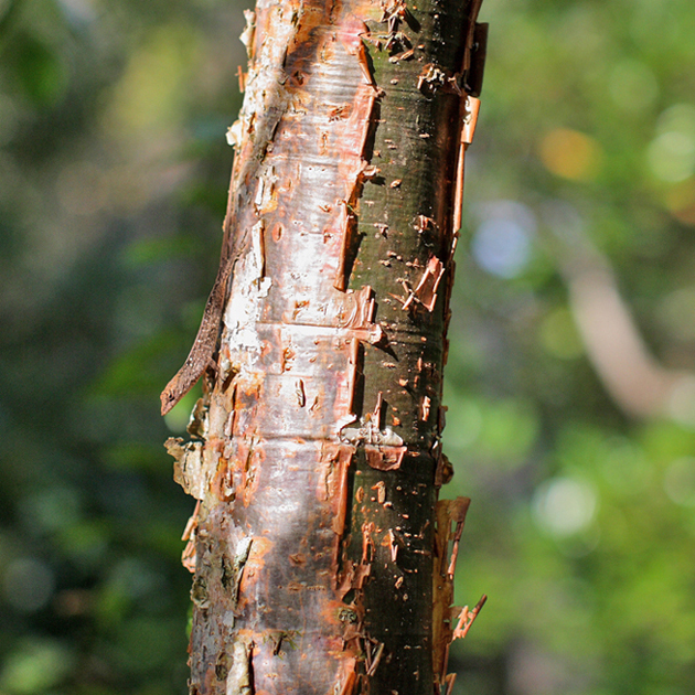 Bursera simaruba 1