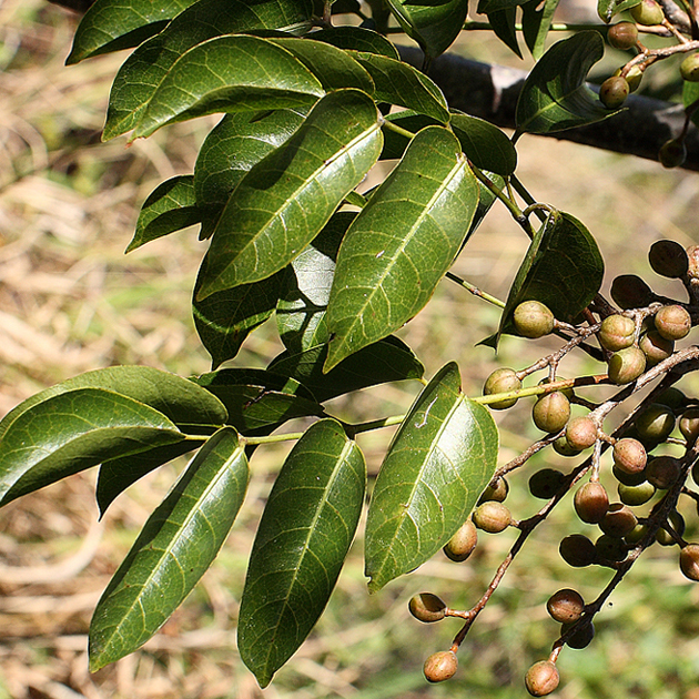 Bursera simaruba 2