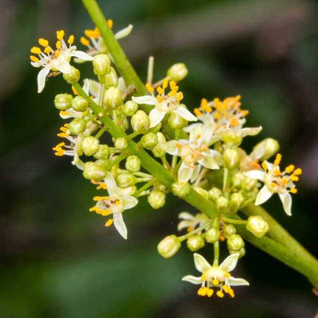 Bursera simaruba 7