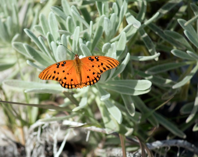 Butterfly on sea lavender