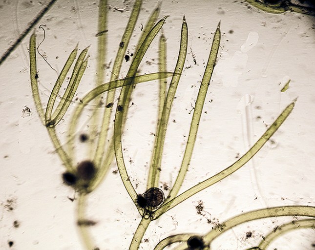 Nitella branches