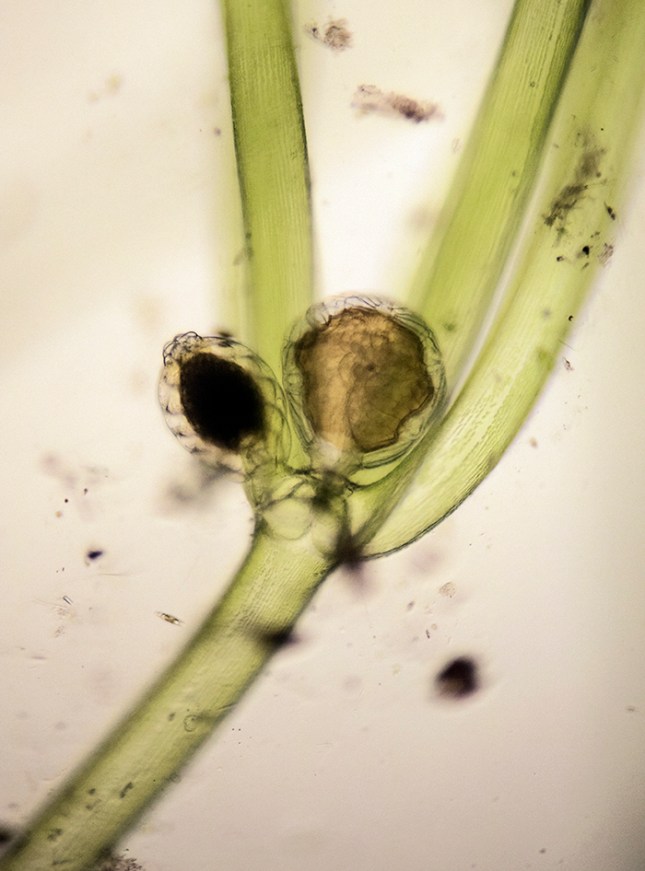 Nitella egg and sperm