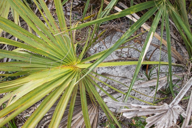 Sabal etonia 4 (1)
