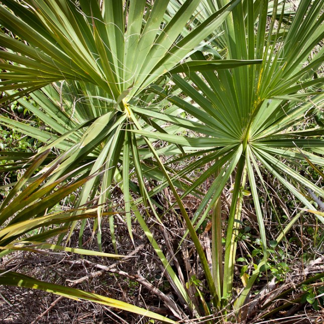Sabal etonia 4