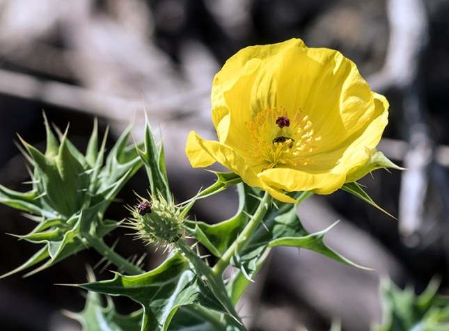 Aregemone mexicana Pt Mayaka FEb