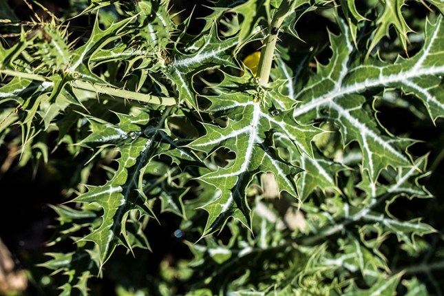 Argemone mexicana foliage