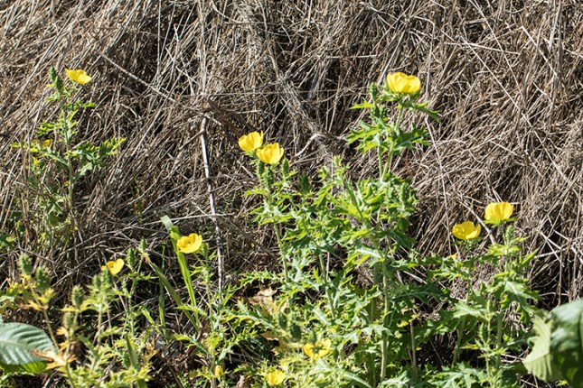 Argemone mexicana plants Feb.