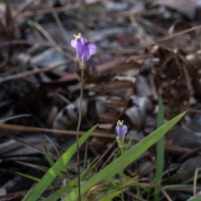 Burmannia biflora 4