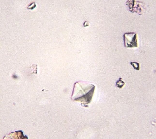 Calcium oxalate from Cryptothecia - Copy