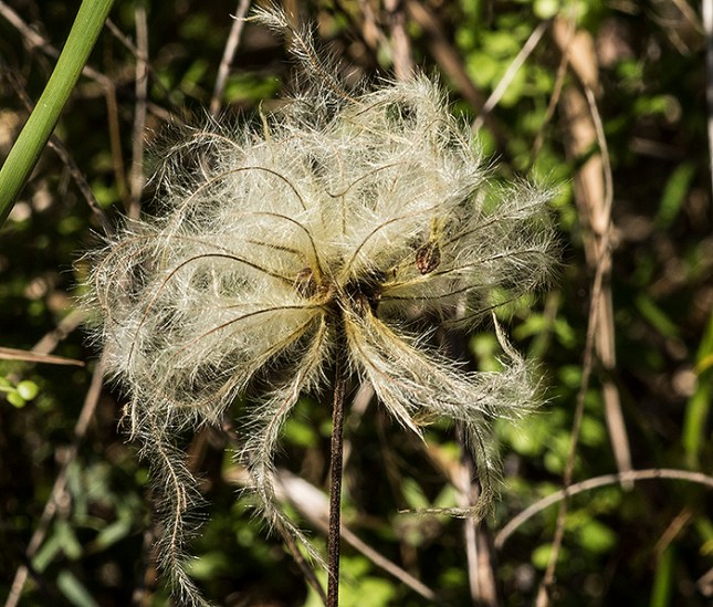 Clematis baldwinii fruits